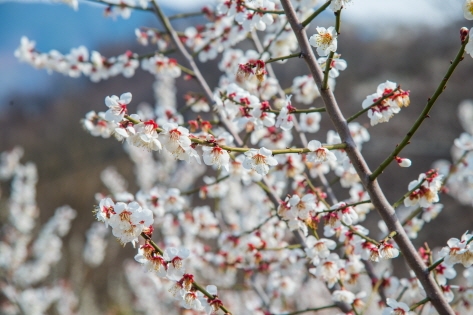 韓国の梅は日本よりやや遅く咲きます（撮影：韓国観光公社写真ギャラリー-ライブスタジオ）
