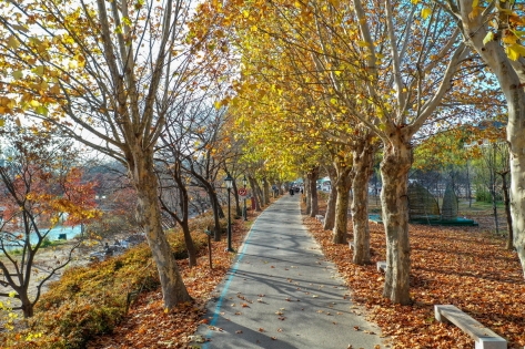 官防堤林秋季紅葉與夜景