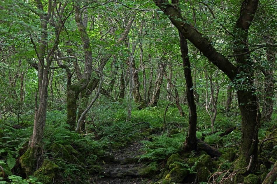 Лес Кёрэ &ndash; первый природный рекреационный лес, созданный на территории леса Котчаваль