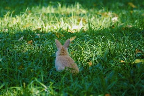 A rabbit on the walking trail at Nami Island  