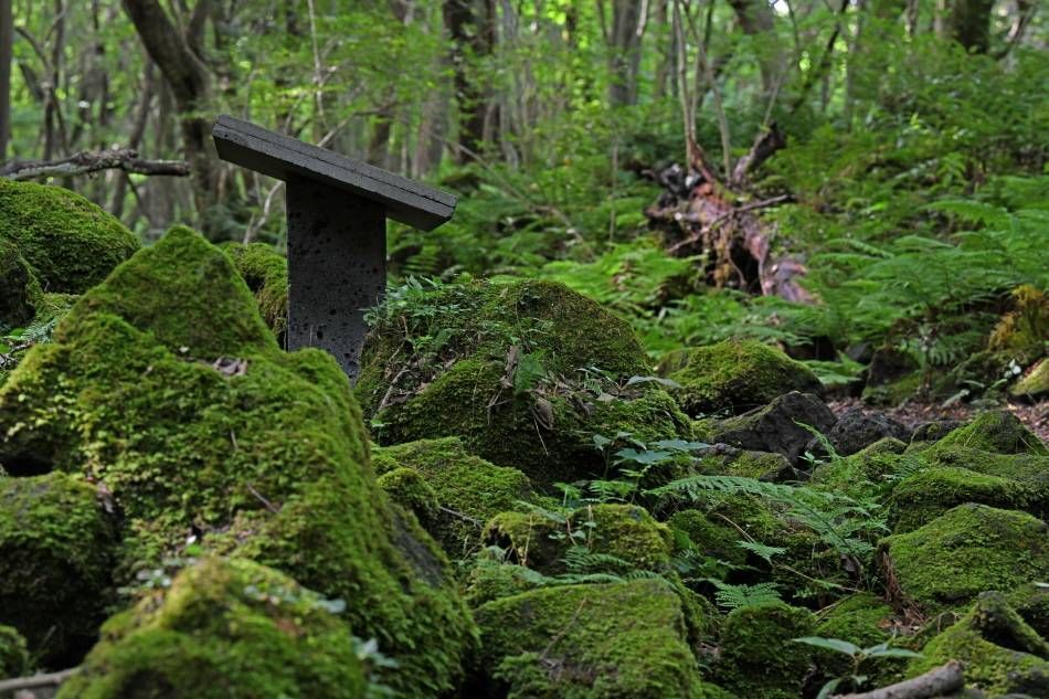 Заросшие мхом камни в лесу Котчаваль