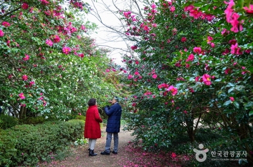 山茶花之丘Camellia Hill