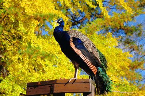 A peacock by the trail at Nami Island