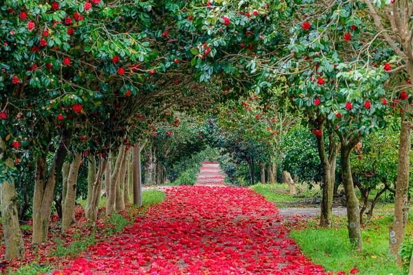 Рекомендуемые места для любования цветущими камелиями