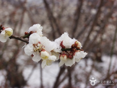 光陽梅花村