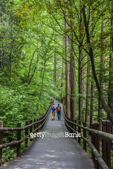 Forested trail in Forest Park at the entrance to Cheonggyesan Mountain