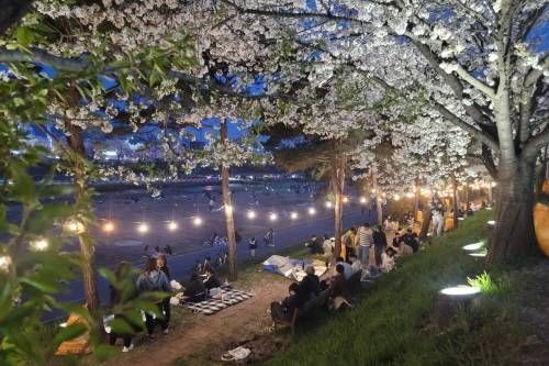 桜と共にする清州フードトラック祭り