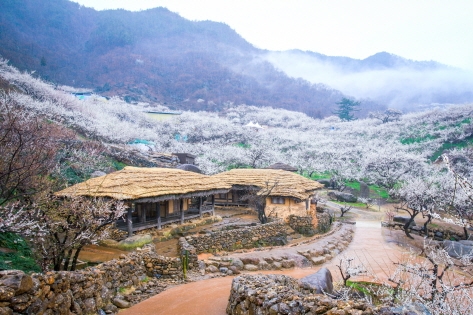 The village looks like a snowy scene during peak bloom (Credit: Korea Tourism Organization – Kim Jiho )