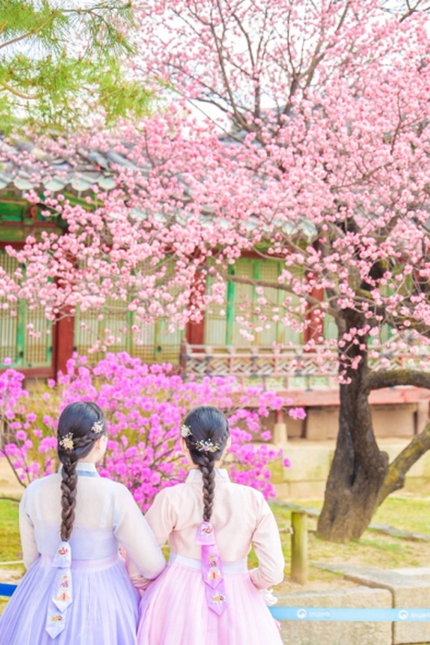 Flores de ciruelo rojo en el pabellón Nakseonjae del palacio Changdeokgung (cortesía de Danim 6th de la KTO, Park Jeonghye)