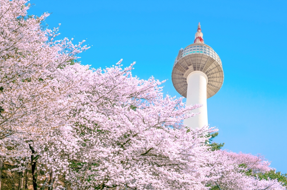 桜が満開の南山ソウルタワー 