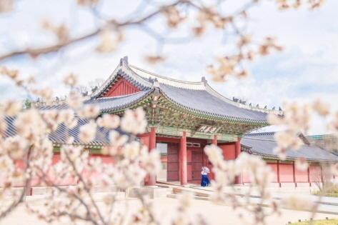 Double flowering red plum blossoms (Credit: DANIM 6th Gen. Park Jeong-hye)