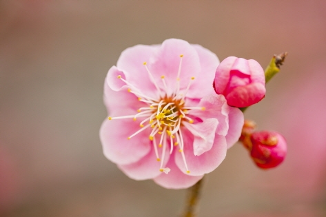 Double flowering red plum blossoms 