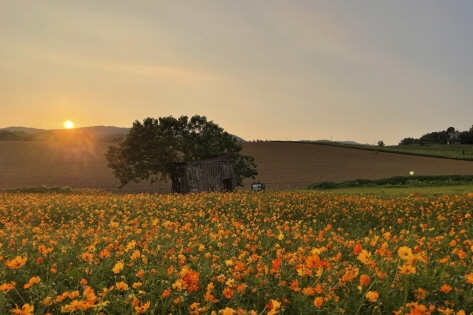 Sitio de rodaje de K-Dramas (cortesía de la Granja Hagwon Nolbeundeul)