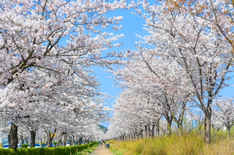 Lago Gyeongpo de Gangneung (cortesía de la Galería de Fotos de la KTO - Sede Gangwon)