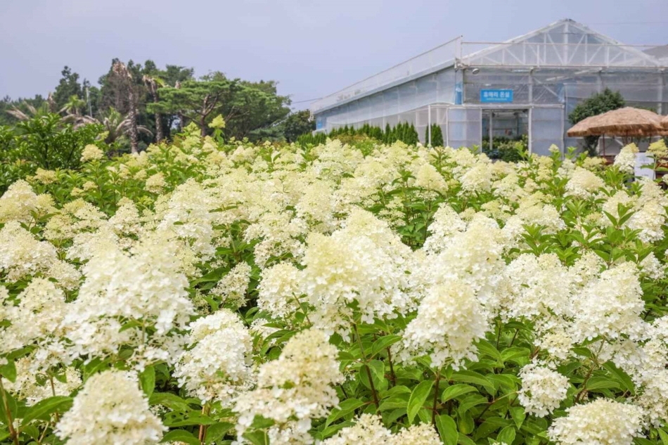 白い西洋アジサイ・ハイドランジアが咲き乱れる園内（写真提供：休愛里シン・ミョンソク氏）