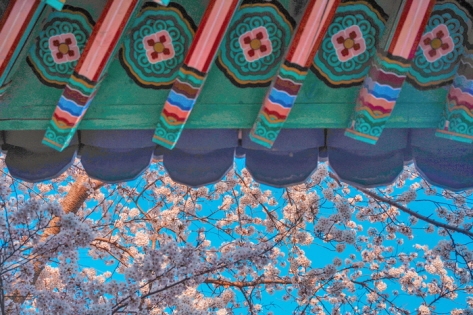 Gyeongpoho Cherry Blossom Festival takes place in April 