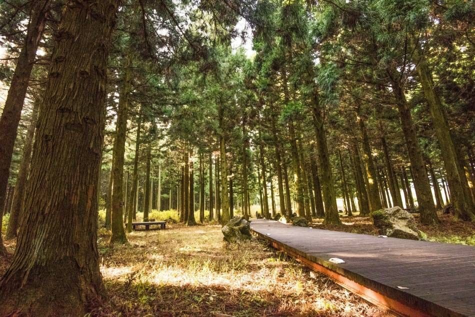 Saryeoni Forest Path