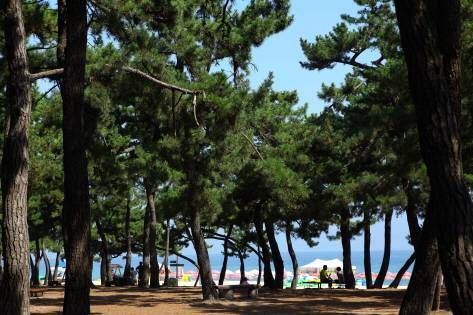 Gyeongpo Beach Pine Forest