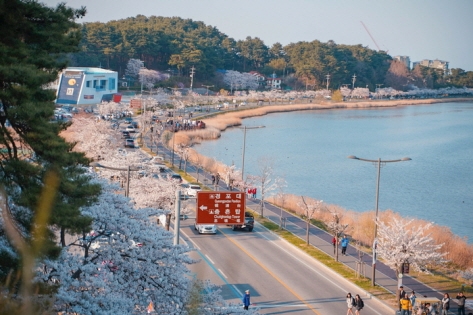 4月の満開の時期には鏡浦サクラ祭りが開催（撮影：韓国観光公社旅行インフルエンサー取材団「タニム」3期ファン・ジョンビン氏） 