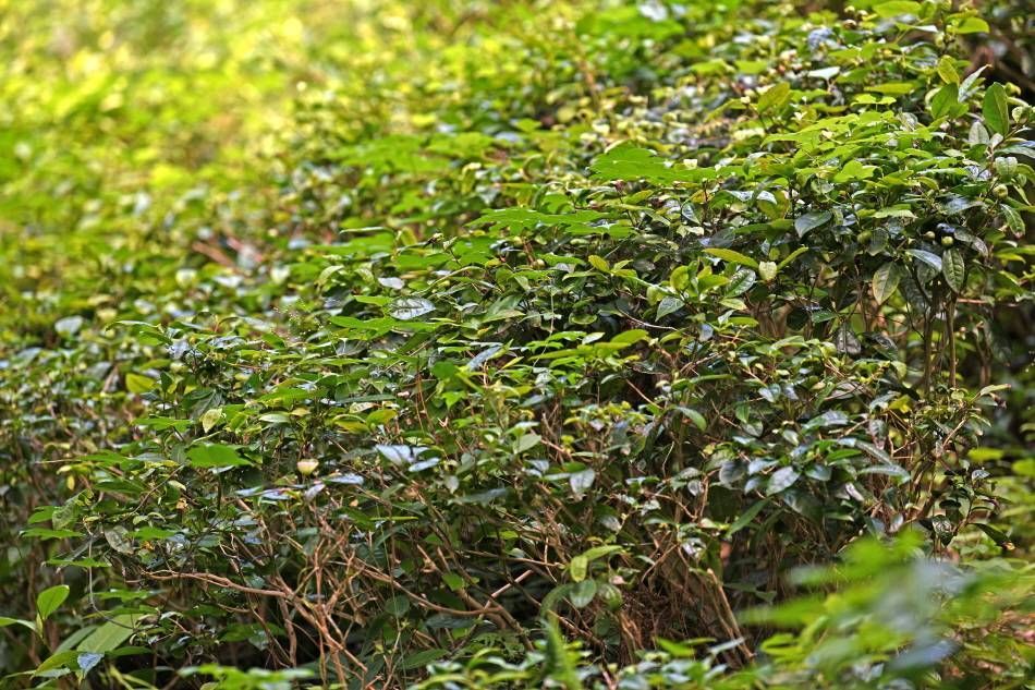 Поле дикого чая в храме Тэхынса