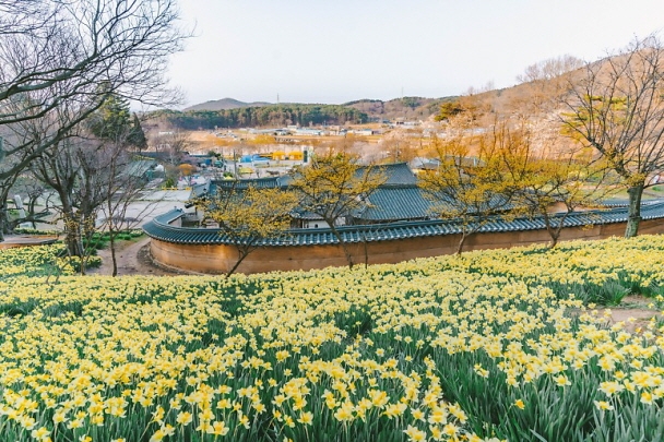 スイセンの黄色い花でいっぱいの瑞山・柳基方家屋（撮影：韓国観光公社旅行インフルエンサー取材団「タニム」5期ソ・イノ氏） 
