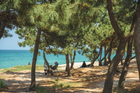 Pine Forest Trail at Anmokhaebyeon Beach