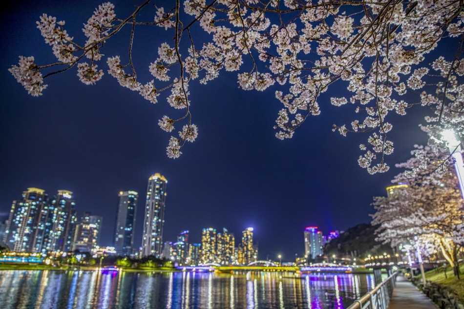水営江散策路の夜桜
