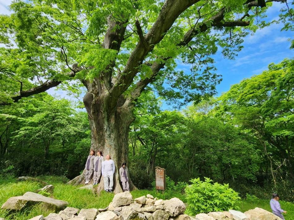 Темплстей в храме Тэхынса в окружении природы ⓒ Храм Тэхынса