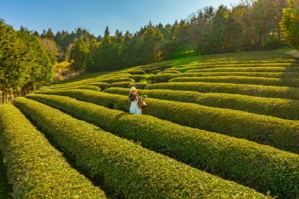 Un campo de té verde en Boseong (cortesía de Farmpartia)