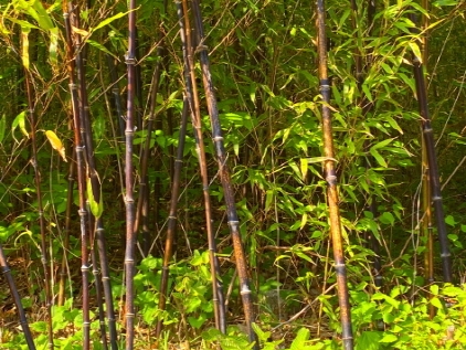El bambú negro ojuk que le da nombre a Ojukheon