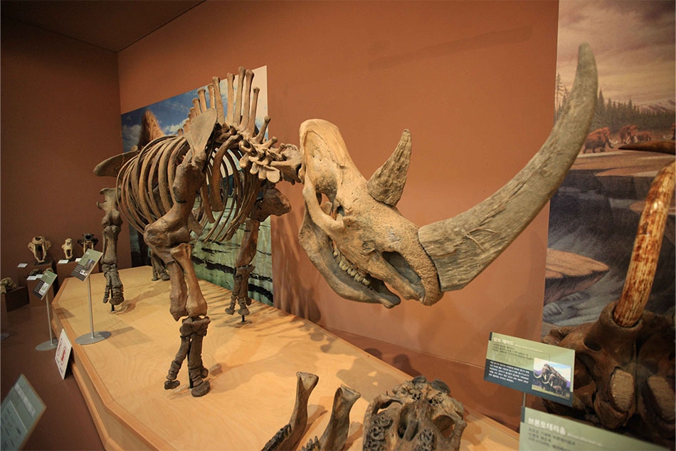 Dinosaur fossils at Mokpo Natural History Museum (Credit: Korea Tourism Organization – Kim Ji-ho)