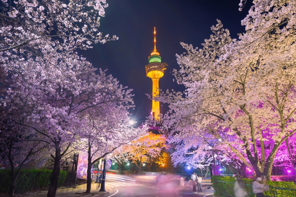 Cherry blossom trees in front of Namsan Seoul Tower