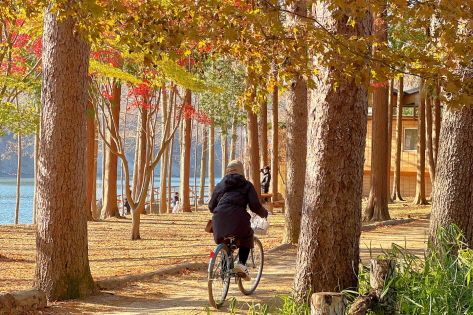 A bike ride under the fall trees on Nami Island