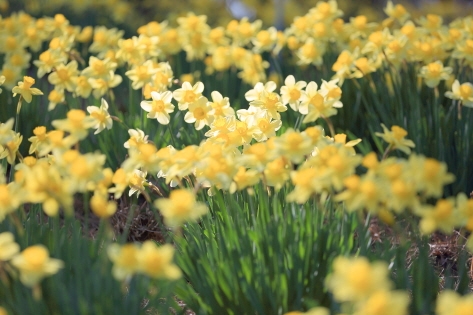 スイセンの花咲く向こうには松林（写真撮影：韓国観光公社旅行インフルエンサー取材団「タニム」5期ソ・イノ氏） 