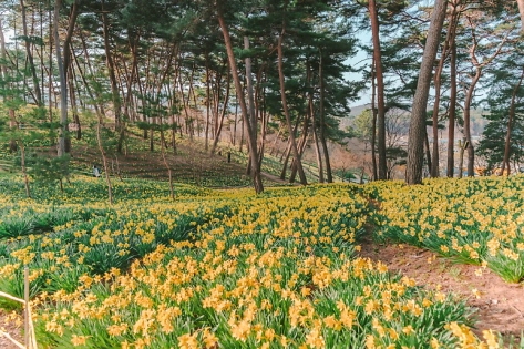 柳基方家屋の敷地一面に咲き誇るスイセンの花