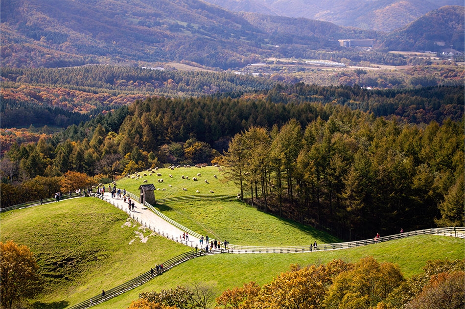 You can meet the adorable sheep flock at Daegwallyeong Sheep Ranch (Credit: ClipartKorea)