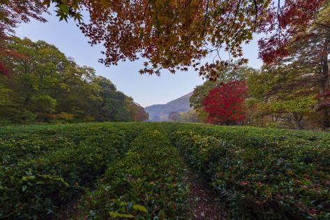 Green tea field of Seonunsa Temple 