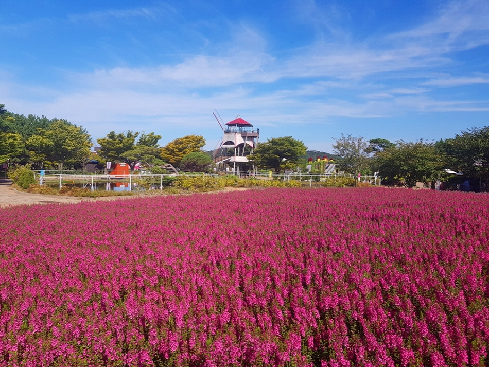 Taean Autumn Flower Expo