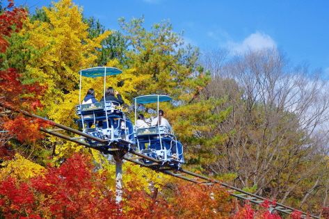 A bike ride under the fall trees on Nami Island