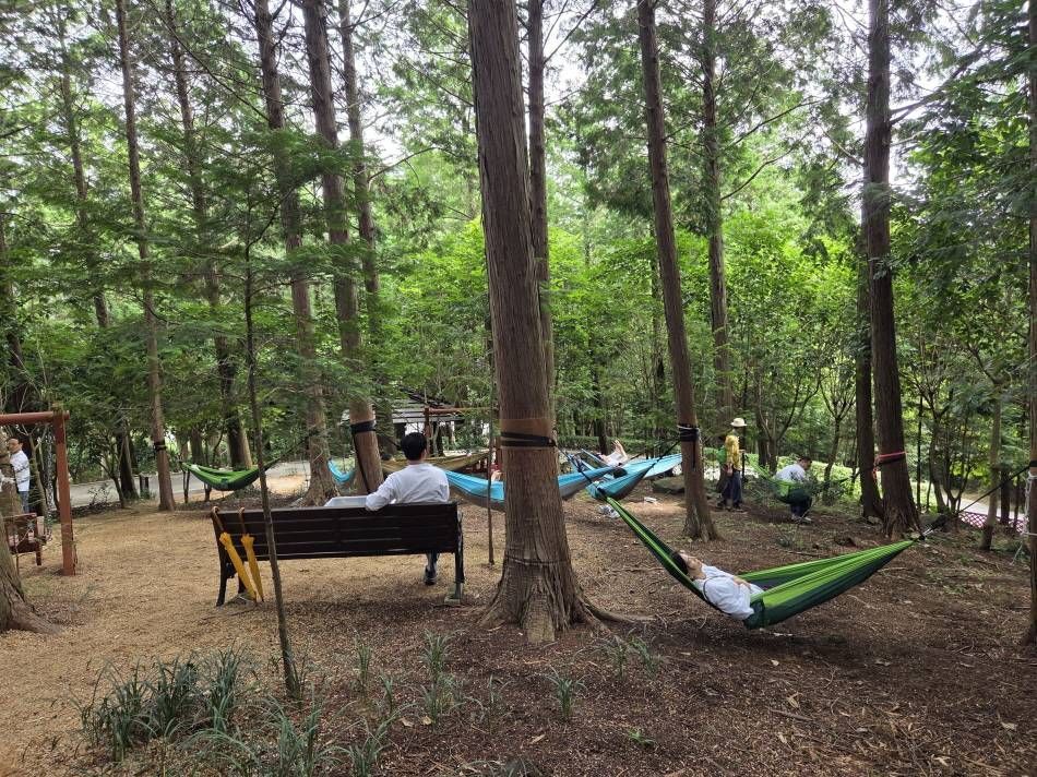 Лесная терапия ⓒ Центр душевного здоровья провинции Чолла-намдо