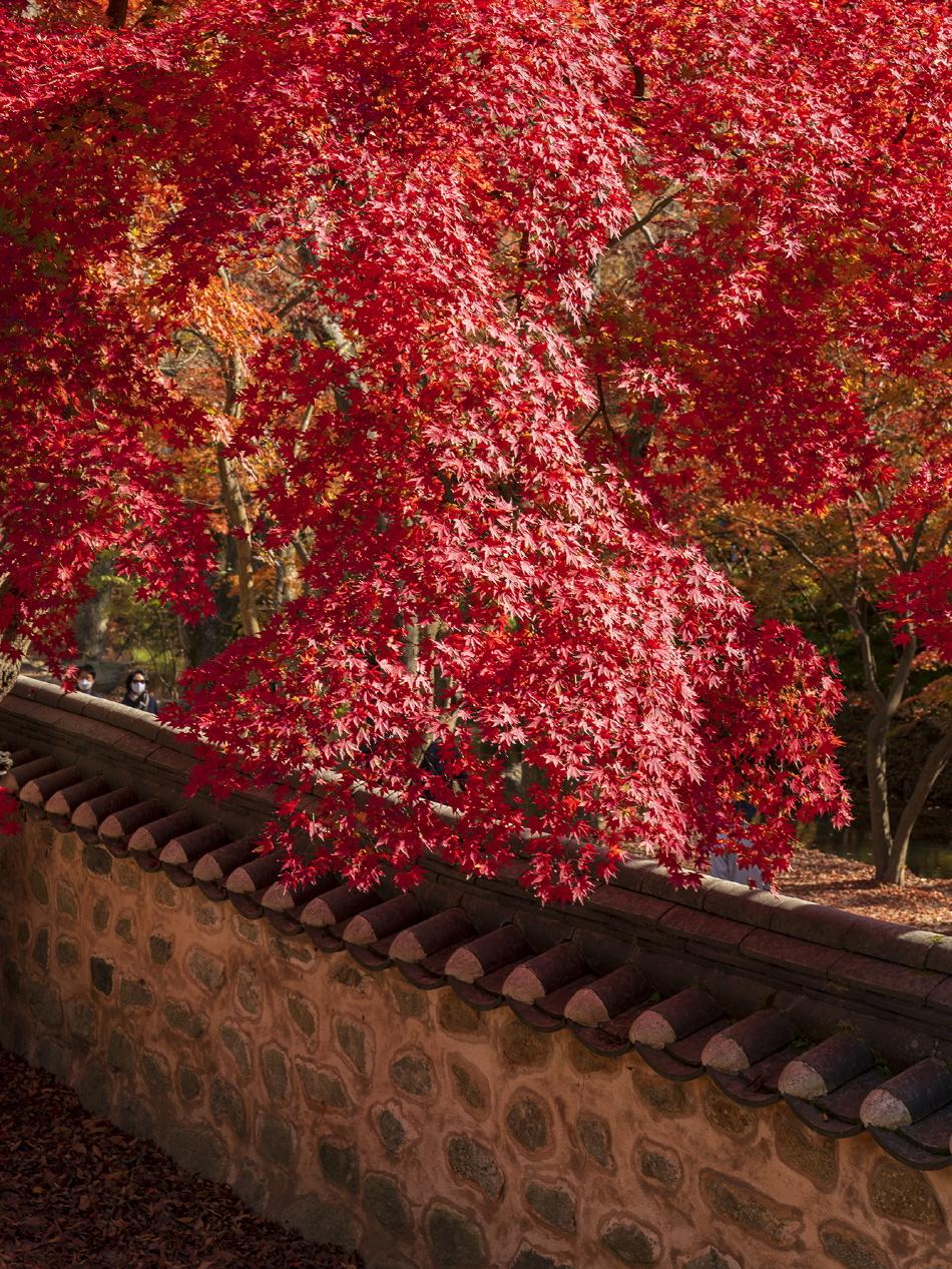 禅雲寺の紅葉