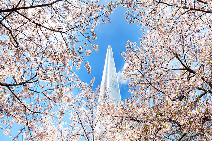 Cherry blossom trees by Lotte World Tower in Jamsil, Seoul