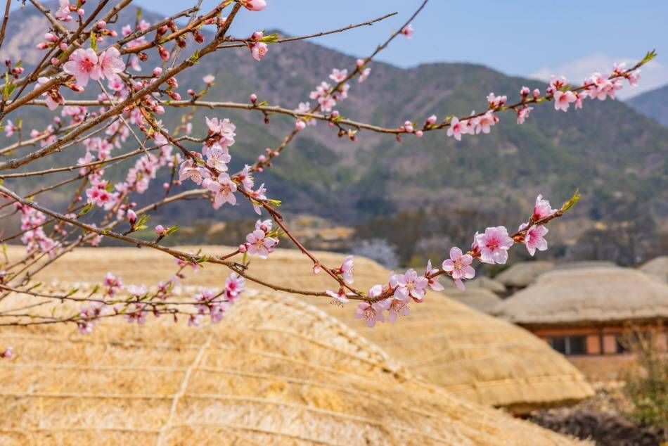 Cerezos y techos de paja en la Aldea Naganeupseong