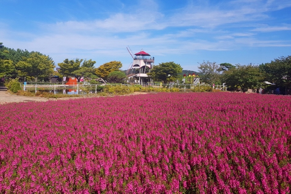 Taean Autumn Flower Festival