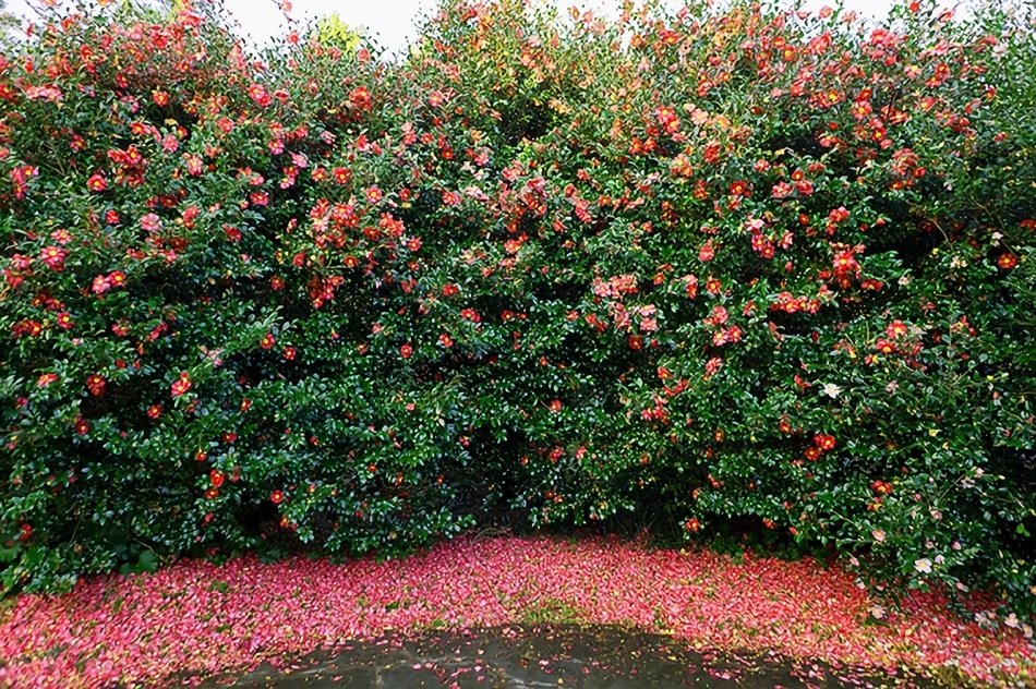 Camellia shrubs
