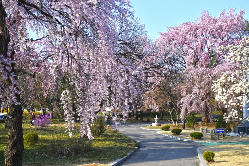 国立ソウル顕忠院に咲く満開の桜（写真提供：国立ソウル顕忠院）