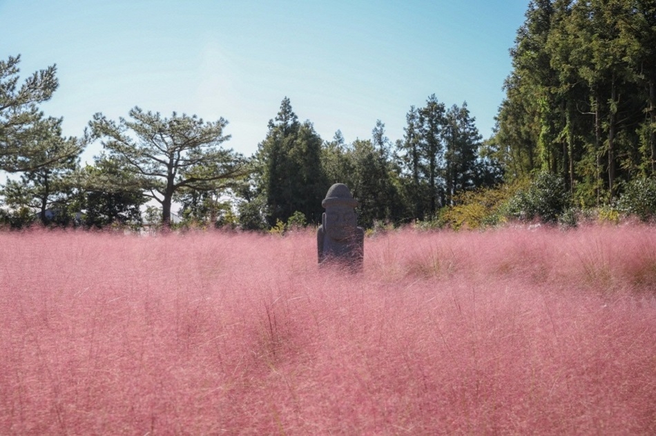 Hueree Pink Muhly Festival