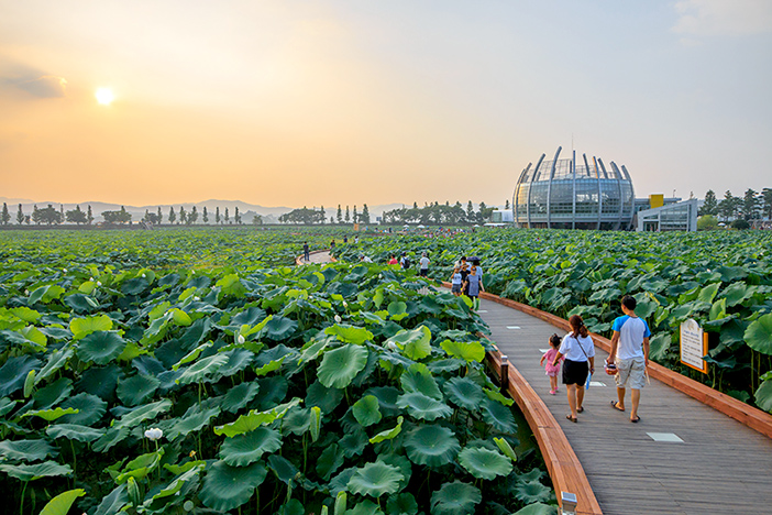 Hoesan White Lotus Habitat (Credit: Muan-gun)