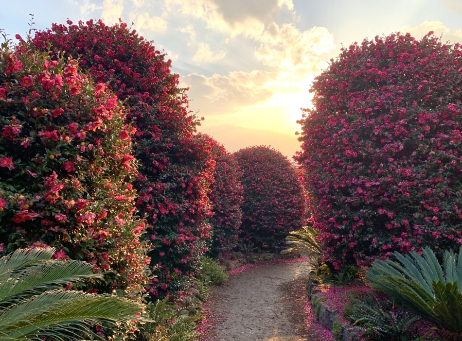 Jeju Camellia Arboretum (Credit: Jeju Camellia Arboretum)