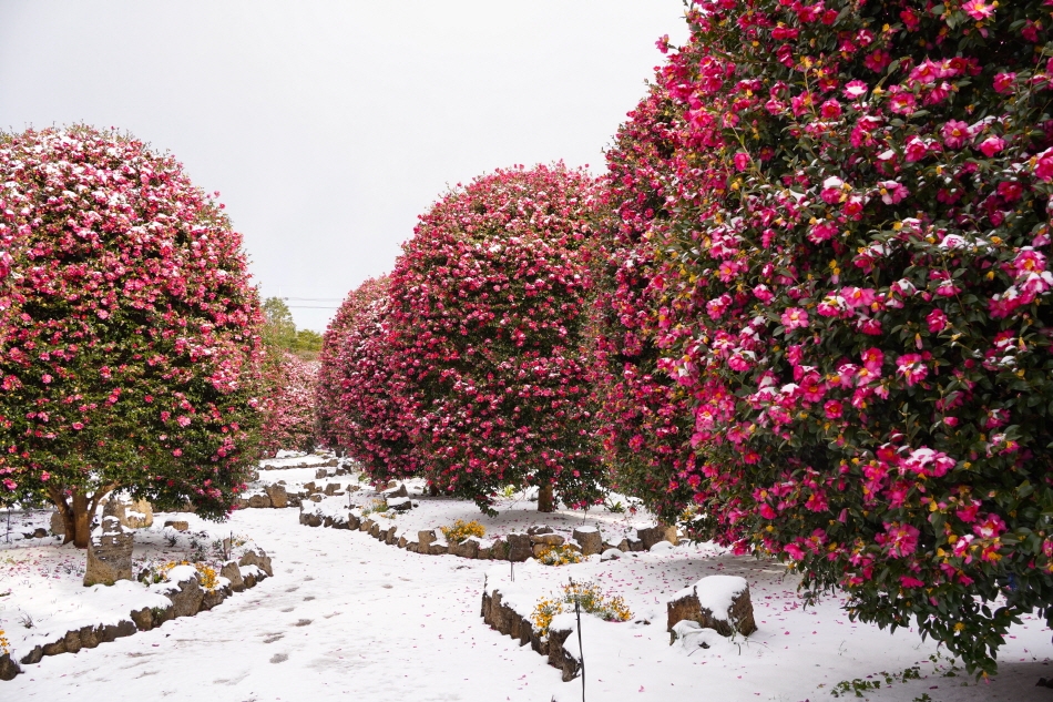 Jeju Camellia Arboretum (Credit: Jeju Camellia Arboretum)